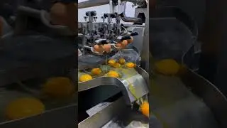 ⚙️ Egg factory Inside: A Day at the Egg Factory | The Unseen Prep Before the Bake  #factoryworks