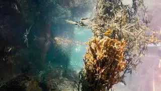 Aquarium Relax - Under the Wave Tank