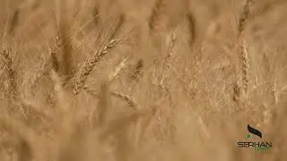 Serhan Company - 2023 | Trailer