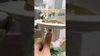출근 하덩가 말덩가 ~ 그래도 인사는 해쥬께. #crestedgecko #reptiles #pet #크레스티드게코 #gecko #fypシ゚viral #クレステッドゲッコー #pets