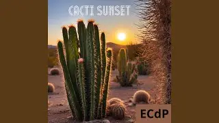 Cacti Sunset
