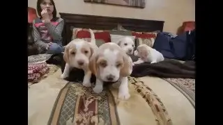 beagle-puppies.net