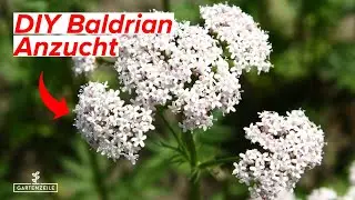 Baldrian Anzucht - So könnt ihr euren Baldrian ganz einfach vorziehen & anbauen!