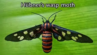 H&uuml;bner's wasp moth | 4K Videography