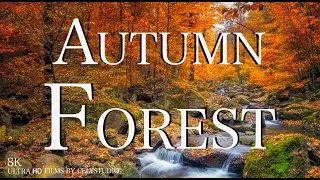 Romania Autumn Forest 8K Nature scene in Europe with Calm Music | Our Planet by Relaxing Films