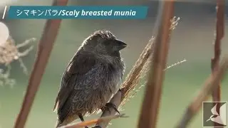 外来種シマキンパラ/Invasive species Scaly breasted munia