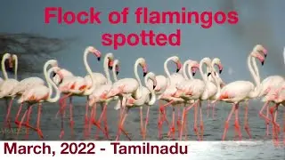 Thousands of flamingos flock to Tamilnadu