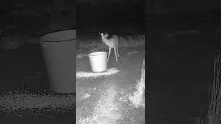 Deer Cam day 1: I think he is skeptical!!! #trailcam #gamecam #whitetaildeer #trailcams #gamecamera