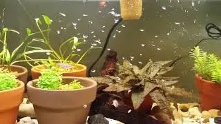 Feeding Frozen Brine Shrimp in the Fish Room! Goodeids, Poeciliids, & More. Plus New Fish Intro!