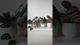 DIY paper prayer plant, learn how to make them #papercraft #diy #plants