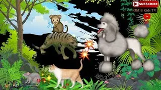 Why Cat Hates Swimming and Lost Dog in The Safari Jungle !!