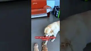 A Mother Dog&rsquo;s Love Needs No Words