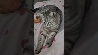 Kıyamıyorum uyandırmaya #cat #folklore #kitten