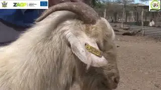 Matabele Goat Breed Profiling