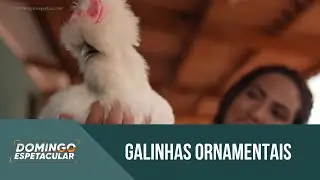 Conhe&ccedil;a as galinhas de estima&ccedil;&atilde;o que s&atilde;o criadas como pets