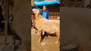 Бульдозер@@@