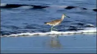 Willet - Tringa semipalmata - Catoptrophorus semipalmatus