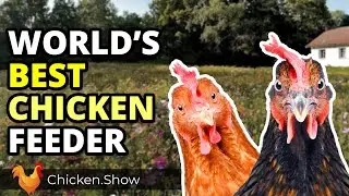 Этот трюк с кормушкой для кур изменил все!