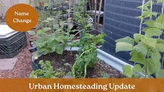 Urban Homesteading Update - Garden, Projects, Name Change, Yahrzeit  and Antisemitism