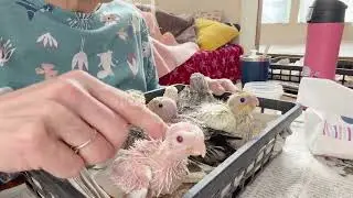 過酷な冬雛の子育て　だけど生き延びた尊い命