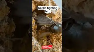 #animalfight #snakelovers #animals