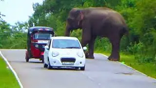 🐘 Wild Elephant Encounter on a Sri Lankan Road | Episode 2