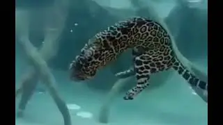 Unlike other felines, the jaguar is no stranger to water and can easily swim. #zoology #botany