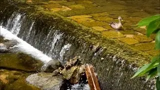Baby wild duck attacking cascades