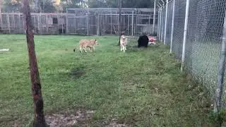 Only one place where a lion bear & wolf play...everyday!!!🐻🦁🐺❤️