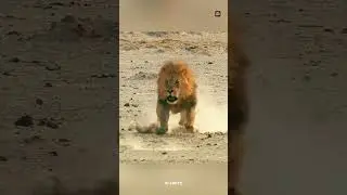 The Real King of the Jungle 🦁 | The Legendary Story of Scarface Lion