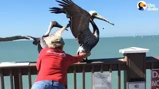 Brave Men Save Pelican Tangled In Fishing Line | The Dodo