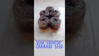 Sow Chinese Cabbage Seed