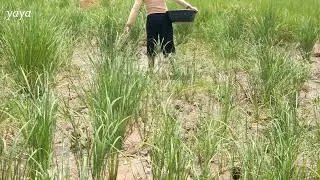 How To Find Fish In Dry Season - Best Hand Catch Fish Under Grass Little Water