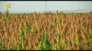 El cultivo de la quinoa llega al Bajo Guadalquivir