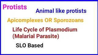 Kingdom Protista/animal like protists/sporozoans/apicomplexes/plasmdium/Malarial Parasite