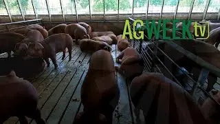 Decades of direct Duroc