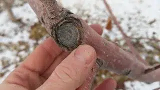 Is it Safe to Prune Fruit Trees in the Winter?