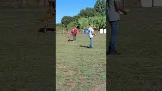concours obéissance classe 1