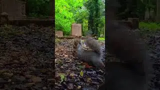 Squeaky Squirrels' Proximity Alarm Goes Off... / Cemetery Wildlife 4K