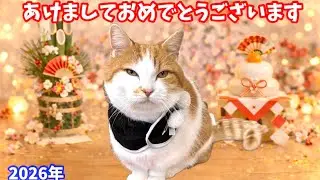 モフいねっこが新年のごあいさつ2026【短足マンチカン】