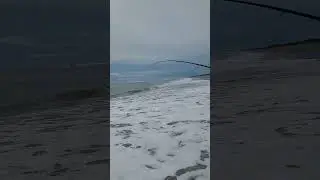 Shark catch and clean release at Cocoa Beach!