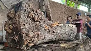 MONSTER LOG EXTREME! Oversized Wood Cut Turns Fatal Rain Tree Lumber Cutting