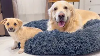 Puppy Loves to lie in bed with a Golden Retriever