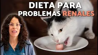 ¿Qué darle de COMER a un PERRO o GATO CON PROBLEMAS RENALES? 🐶 Dieta y Consejos de Veterinaria