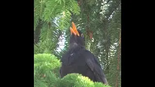Le chant du merle / 02 juin 2022 /the song of the blackbird