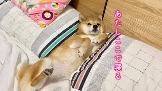 どうしてもパパとママの間で寝たい柴犬が可愛すぎる