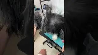 Bearded Collie grooming! #dogshorts