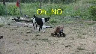 Prank Fake Dog to not frighten