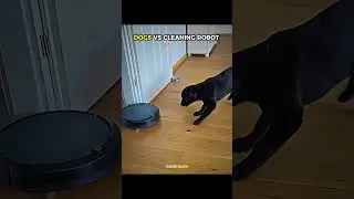 cats vs cleaning robot 💀💥 #dogs #vs #cats #trollface #edit #viralshorts
