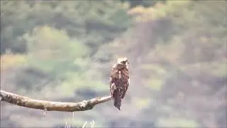 Osprey at Cwm Ivy, Gower